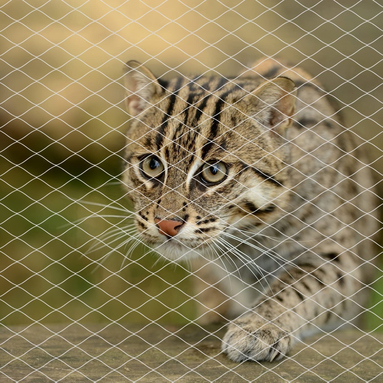 Valla De Malla Anticaída Cat Netting Para Balcón Transparente