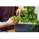 thumbnail image 4 of Kit de huerto de hierbas de interior Click and Grow con luz LED, 4 of 9