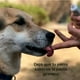 thumbnail image 3 of Set De Cepillo Y Pasta De Dientes Para Perros, Crema Dental, 3 of 3