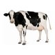 thumbnail image 2 of Cosetan concentrado 25 kg, 2 of 3