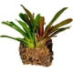 thumbnail image 5 of Musgo Sphagnum Besgrow 500 g Grado AA, hebras de 100 mm, 5 of 6