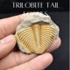 thumbnail image 3 of Fósiles Fabrvog Cola de Trilobite con Lupa, 3 of 6