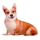 thumbnail image 2 of Cojín De Perro Cojín Divertido Animal Muñecas Lindo Para Regalo De Navidad, 2 of 3