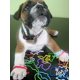 thumbnail image 4 of Silly Bandz Formas Fantásticas - Pack de 24, 4 of 7