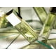 thumbnail image 5 of Perfume ALYSSA ASHLEY Musk Eau De Toilette 100 ml para mujer, 5 of 8