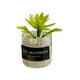 thumbnail image 5 of Mini Juguetes Para Casa De Mu?ecas Modelo De Paisaje Estático Modelado Mini Plantas Artificiales Estilo D, 5 of 5