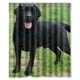 thumbnail image 1 of Cortina de ducha con diseño de cachorro de Labrador Retriever negro, juego de cortina de baño con ganchos, tamaño 60 x 72 pulgadas, 1 of 3