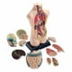 thumbnail image 2 of Modelo De Anatomía Humana, 2 of 2