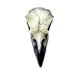 thumbnail image 1 of Talismán, alquimia, relicario gótico, calavera de cuervo, resina blanca, 1 of 2