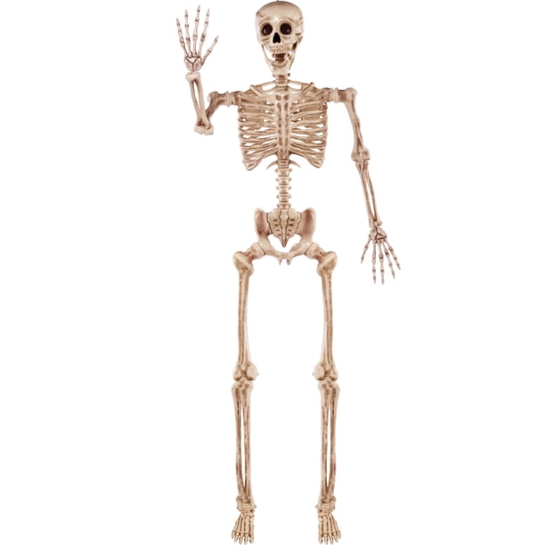 Esqueleto de Halloween JOYIN, de 5.6 pies, plegable, tamaño natural, con articulaciones