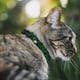 thumbnail image 2 of Collar para gato Buckle-Down con cierre de seguridad, 20-30 cm, ancho 1,3 cm, 2 of 4