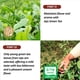 thumbnail image 5 of Té SONGWON Jeju Green Tea - 40 bolsas de 1,2 g cada una, 5 of 9