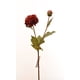 thumbnail image 1 of Dalia Roja 68 Cm, 1 of 2