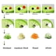 thumbnail image 2 of Cortadora de cocina, peladora y rebanadora giratoria de zanahorias y pepinos de acero inoxidable cuatro en uno, cortadora de verduras, 2 of 8