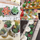 thumbnail image 3 of Plantas suculentas artificiales 20 uds mini, 3 of 3