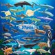 thumbnail image 2 of Figuras de juguete ZECHOCHOZE 37 piezas - Conjunto de animales marinos, 2 of 7
