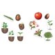 thumbnail image 1 of Recursos de aprendizaje sobre el ciclo de vida de las plantas magnéticas, 12 piezas, 1 of 2