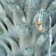 thumbnail image 4 of Audífonos In Ear Smile Jamaica con Cable Blanco / Cobre, 4 of 4
