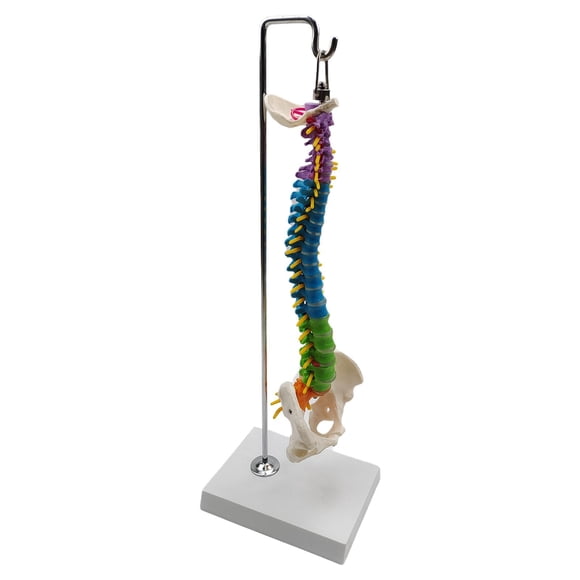 Modelo De Columna Vertebral De Esqueleto Humano Con Soporte Para Demostración