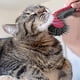 thumbnail image 4 of Cepillo para gatos KittyWand rosa, ergonómico y sin estrés, 4 of 8