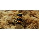 thumbnail image 4 of Musgo Sphagnum Besgrow 500 g Grado AA, hebras de 100 mm, 4 of 6