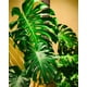thumbnail image 1 of Pack de 3 Tutores de Musgo de 100 cm, 1 of 3