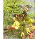 thumbnail image 4 of Kit de jardín de mariposas Insect Lore Painted Lady con cupón, 4 of 9