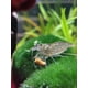 thumbnail image 3 of Tetra crusta menu 100ml alimento para camarones e invertebrados, 3 of 3