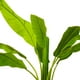 thumbnail image 2 of Banana Tree 142 Cm, 2 of 3