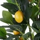 thumbnail image 2 of Limon 120 Cm, 2 of 2