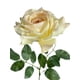 thumbnail image 3 of Rosa Blush 85cm Realista, 3 of 3
