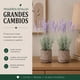 thumbnail image 3 of Set 2 Plantas Artificiales Flores Lavanda Decoracion Hogar purpura, 3 of 8