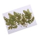 thumbnail image 1 of 10 Unids Hermosas Flores Secas Prensadas Adiantum Para Art Craft Scrapbooking, 1 of 3