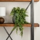 thumbnail image 2 of Helecho verde artificial Vickerman Everyday 30, 2 of 8