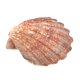 thumbnail image 2 of Concha de mar South Beach Crafts 13‑15 cm Garra de león, 2 of 7