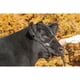 thumbnail image 5 of Cinturón de Cabeza para Ganado Weaver Ajustable en Cuero Negro, 5 of 5