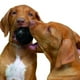 thumbnail image 3 of Juguete Kong Extreme Ball Para Perro, Medium Large 8cms, 3 of 3