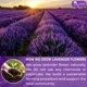 thumbnail image 4 of Té TOG999 de Flor de Lavanda – 60 Bolsas – Natural y Vegano, 4 of 9