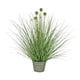 thumbnail image 1 of Planta Decorativa Pasto Cebolla Florencia/verde 71 Cm, 1 of 3