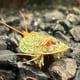 thumbnail image 4 of Huevos de triops GREEN WATER FARM 200 granarius puros, 4 of 8