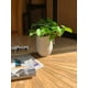 thumbnail image 2 of Taro En Macetero 21 Cm, 2 of 3