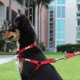 thumbnail image 2 of Chaleco Pawtitas Solid Step, ajustable y sin tirones para perros, 2 of 8