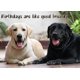 thumbnail image 1 of Tarjeta de Felicitación Glory To Dog Labrador Retriever Mejor Amigo, 1 of 6
