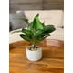thumbnail image 2 of Rohdea Japonica En Macetero 42 Cm, 2 of 3