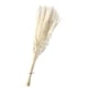thumbnail image 5 of Ramo De Hierba De Pampa Seca, Fragmitas, Flor De Junco, Blanco, 15 Uds., 5 of 5