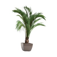 Bothyi - Calcomanías De Pared Con Plantas Botánicas, Adornos Para Estanterías, Pegatinas De Arte De Pared En 3D Para Dormitorio