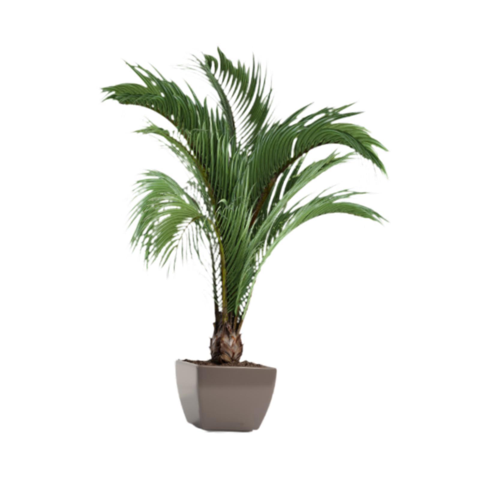 Bothyi - Calcomanías De Pared Con Plantas Botánicas, Adornos Para Estanterías, Pegatinas De Arte De Pared En 3D Para Dormitorio