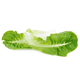 thumbnail image 2 of Semilla Lechuga Baby Verde 1 Gr Anasac, 2 of 2