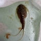 thumbnail image 5 of Huevos de triops GREEN WATER FARM 200 granarius puros, 5 of 8