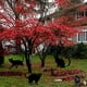 thumbnail image 2 of 3pcs, Scary Halloween Yard Signs - Black Cat and Witch Decorations for Garden and Lawn - Outdoor Decorations for Spooky Fun, 2 of 4